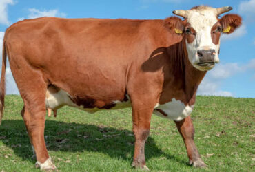 Healthy, Strong, and Ready for Your Farm!
