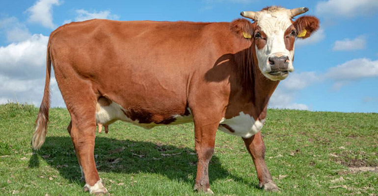 Healthy, Strong, and Ready for Your Farm!