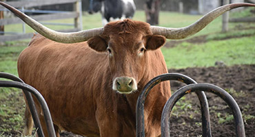 Livestock